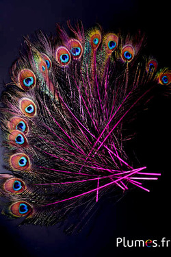 Paon bleu oeil-sabre - 25-35 cm - fuchsia
